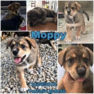 Moppy