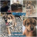 Moppy